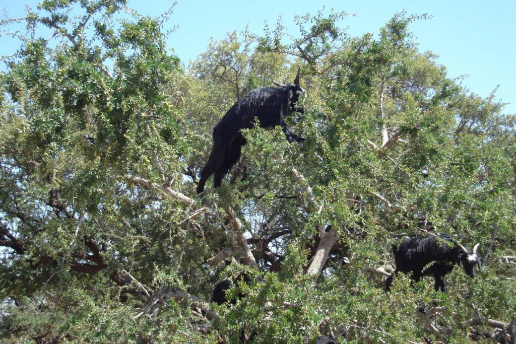 Met de camper naar Marokko - Geiten in een Argan-boom