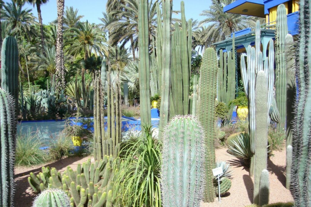 Met de camper naar Marokko - Jardin Majorelle, Marrakesh