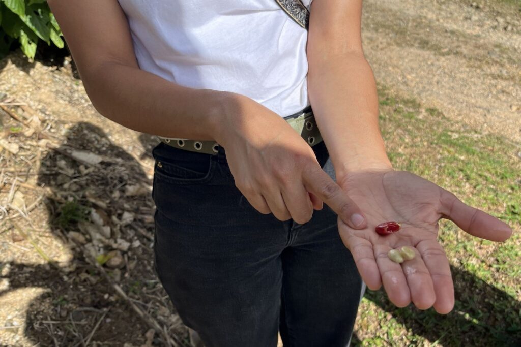 Kamperen in Costa Rica - Rondleiding over koffieplantage Finca Las Mercedes