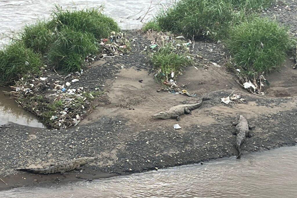 Kamperen in Costa Rica - Krokodillen spotten vanaf de Crocodile Bridge