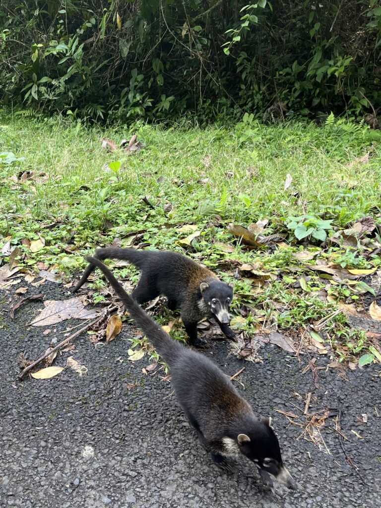 Kamperen in Costa Rica - Neusbeurtjes op de weg